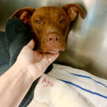 At Miami-Dade Animal Services