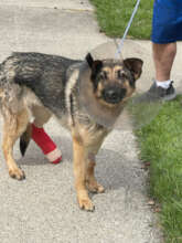 Julie's leg was injured beyond repair