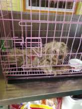 When rescued, Kariann was filthy and emaciated.