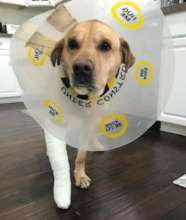 Louis had a shattered leg.