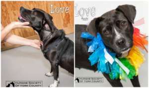 Love shortly after her surgery (left) and today