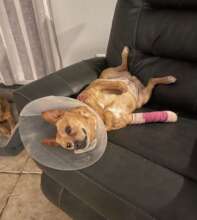 A cast can't stop Lucy from relaxing!