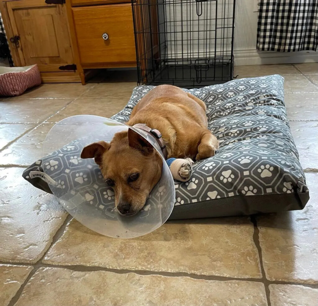 Lucy recovering from surgery