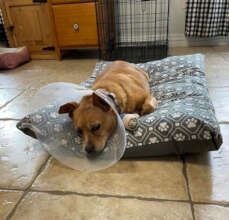 Lucy recovering from surgery