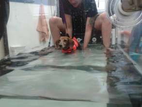 Man Man gets water therapy so he can walk again.
