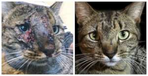 Martha had been shot in the face with a BB gun