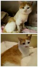Matilda after surgery (top) and healthy today