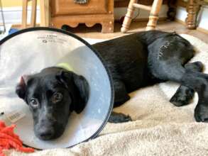 Recovering in foster care