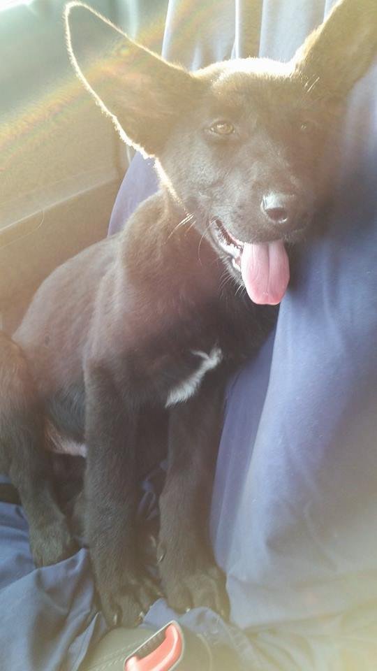 Save Sick, Injured and Abused Homeless Pets!