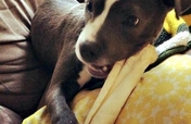 Save Sick, Injured and Abused Homeless Pets!