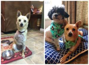 Pixie is loving her pain-free life in her new home