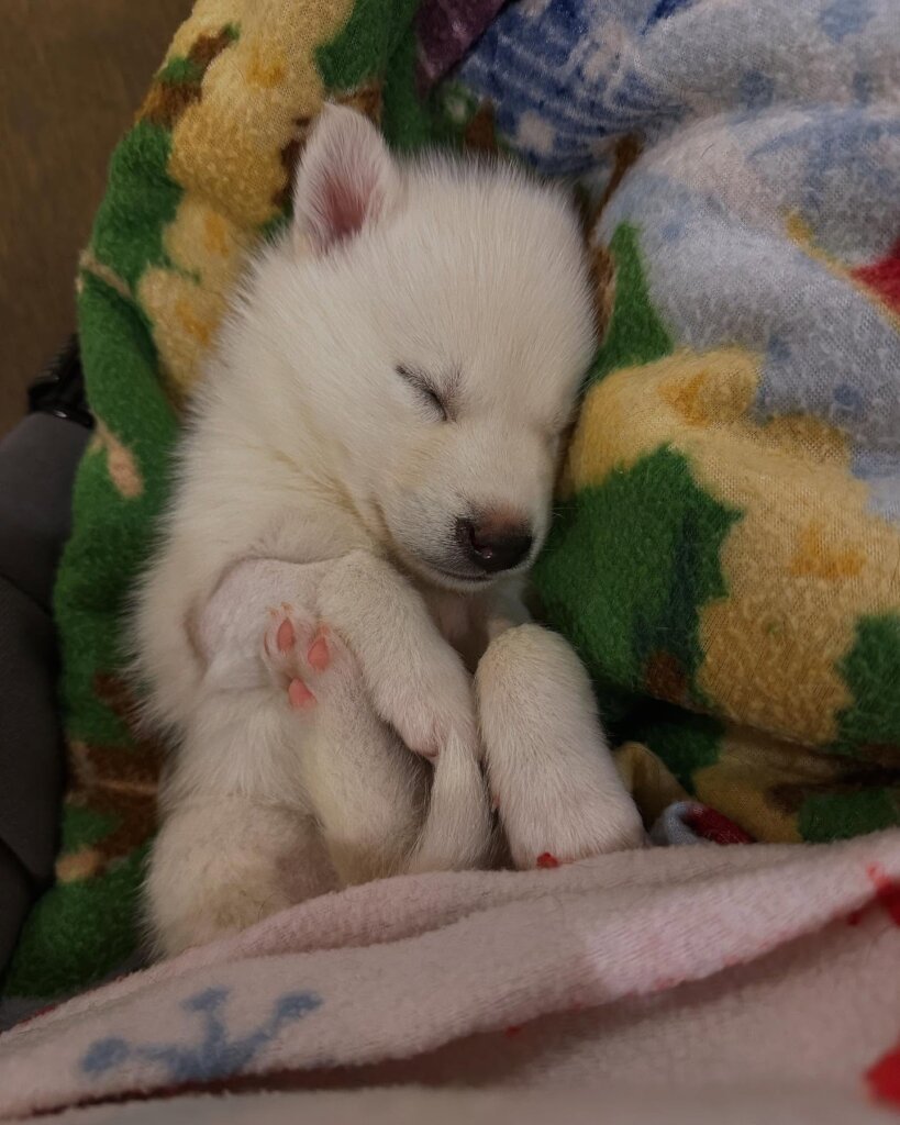 Baby Polar Bear