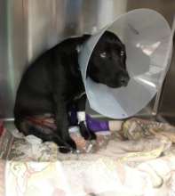 Raina at the vet after she was hit by a car
