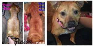 Her teeth pulled out, Reason nearly starved.