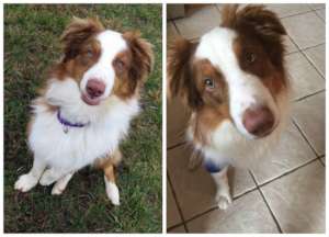 Reggie before his surgery (left) and today