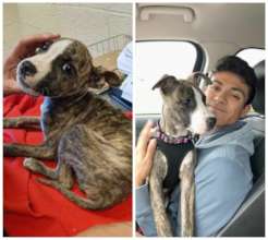 Ruthie as an emaciated puppy (left) and today