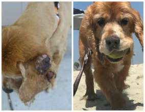 Rutley's infected ear (left) and Rutley now
