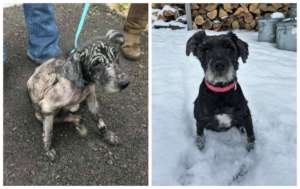 Shadow was emaciated and nearly hairless