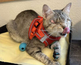 Stevie following his surgery