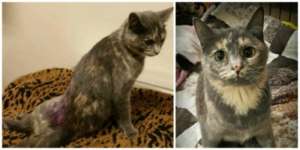 Suzie Q when she was found (left) and today