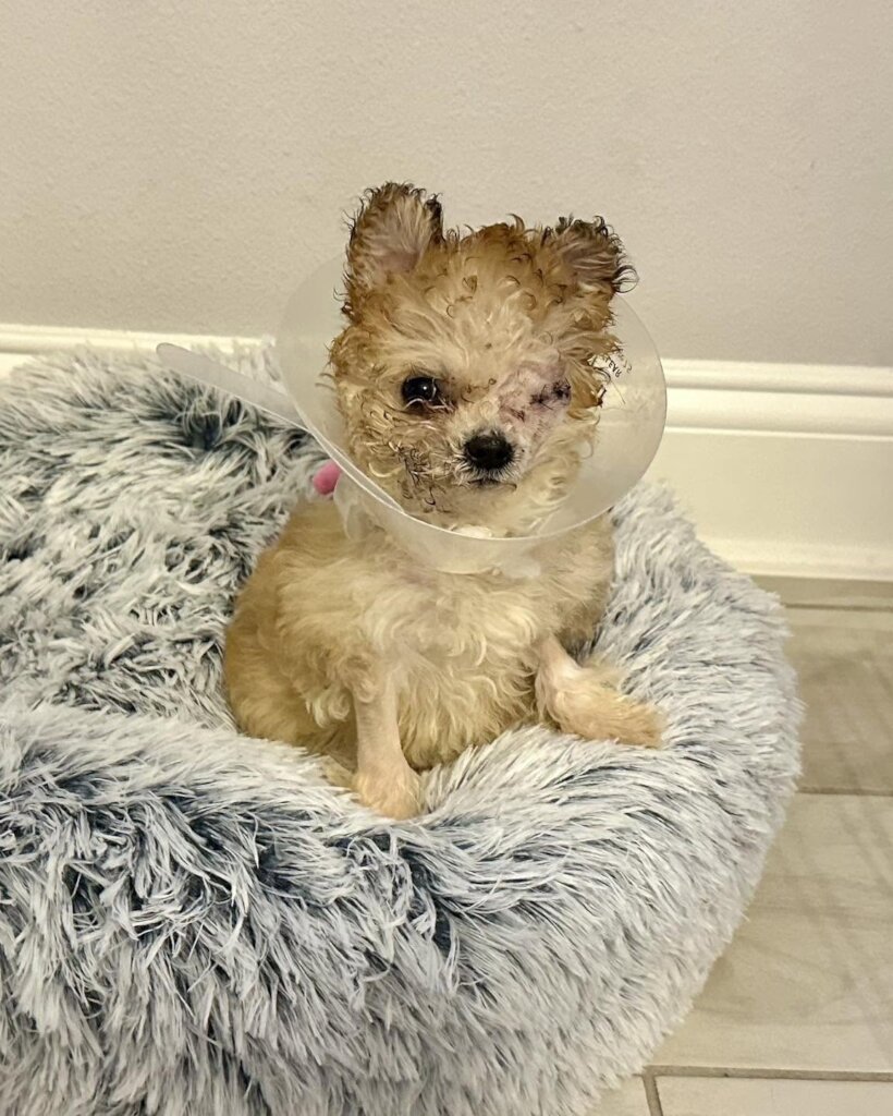 Recovering in her foster home