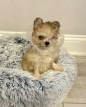 Recovering in her foster home