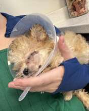 Sydney after surgery