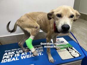 Injured and emaciated