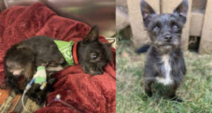 Little Trooper was hit by a car and left to die.