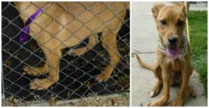 Webster's legs were deformed due to starvation.
