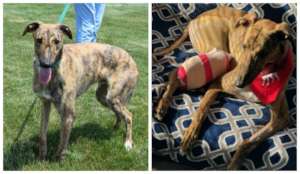 Wesley will soon be walking on all four legs!