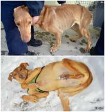 Willow survived for weeks without food or water