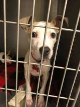 Puppy transported to Zeus' Rescues in New Orleans