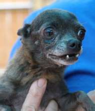 Elderly shelter dog transported to Zeus' Rescues