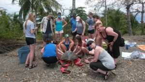 Global Giving donors with a green turtle