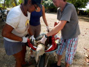 Turtle transport to re-release
