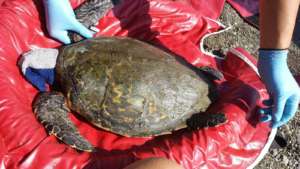 Evaluating a hawksbill turtle