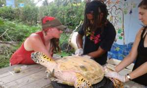 Hawksbill turtle with Stephanolepos parasite