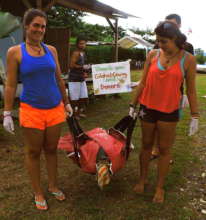 New turtle harness for transportation