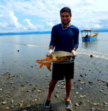 Hawskbill turtle on its way to be released