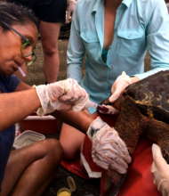 Taking a blood sample for isotope study