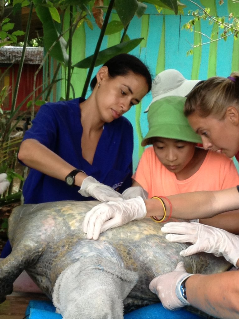 Provide Rehab Care for Sea Turtles in Osa
