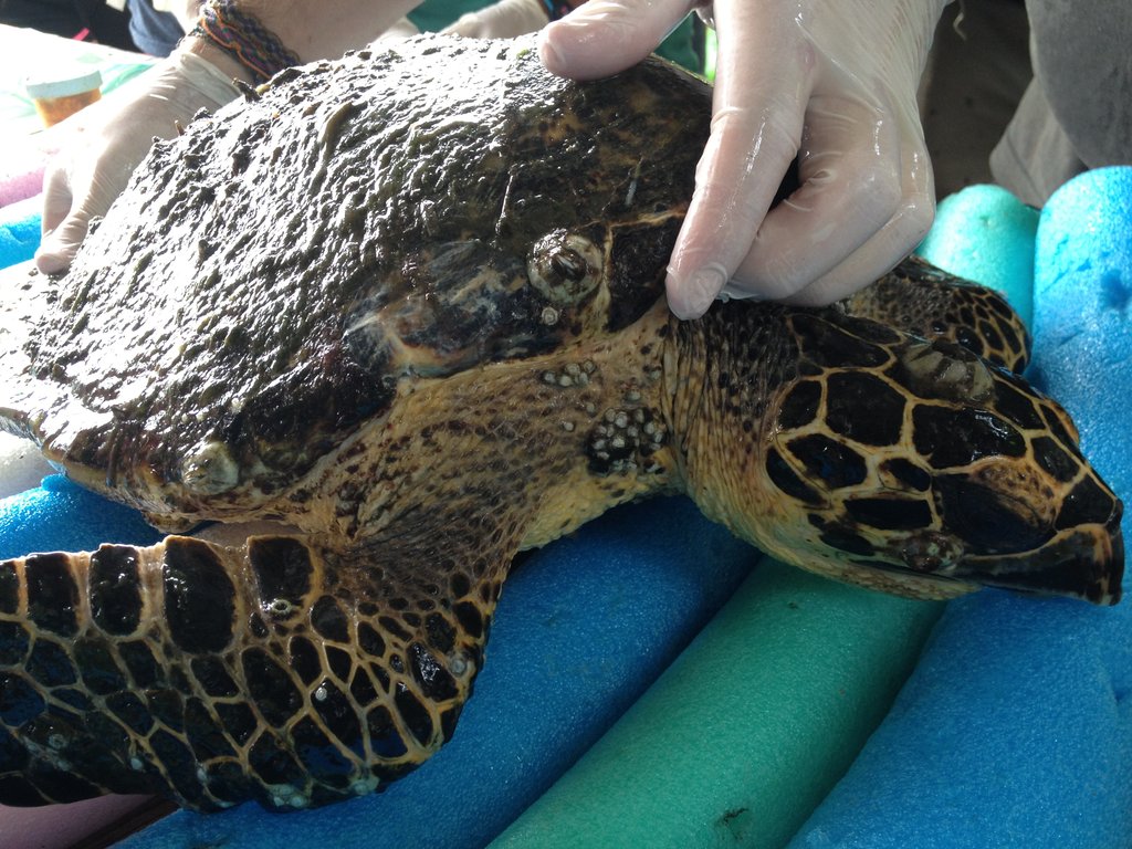 Provide Rehab Care for Sea Turtles in Osa
