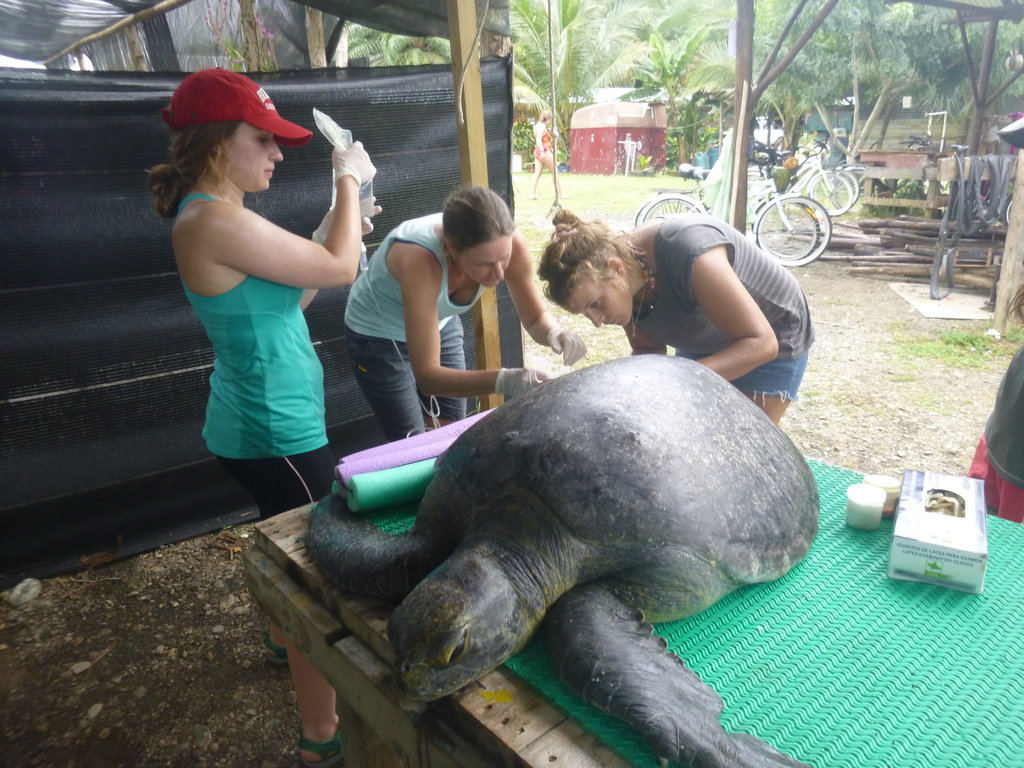 Provide Rehab Care for Sea Turtles in Osa
