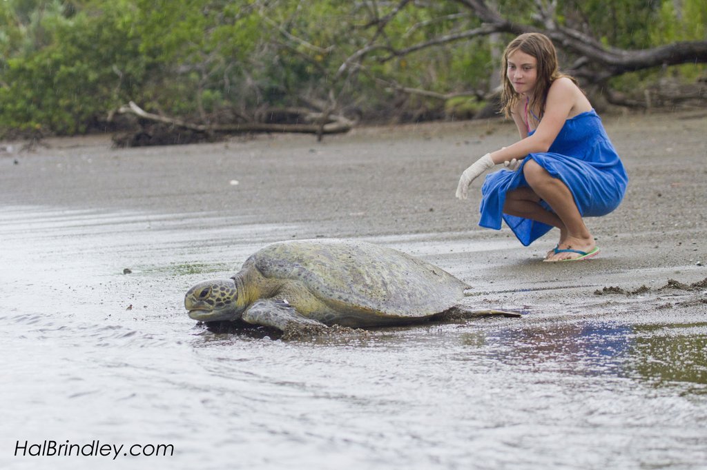 Provide Rehab Care for Sea Turtles in Osa