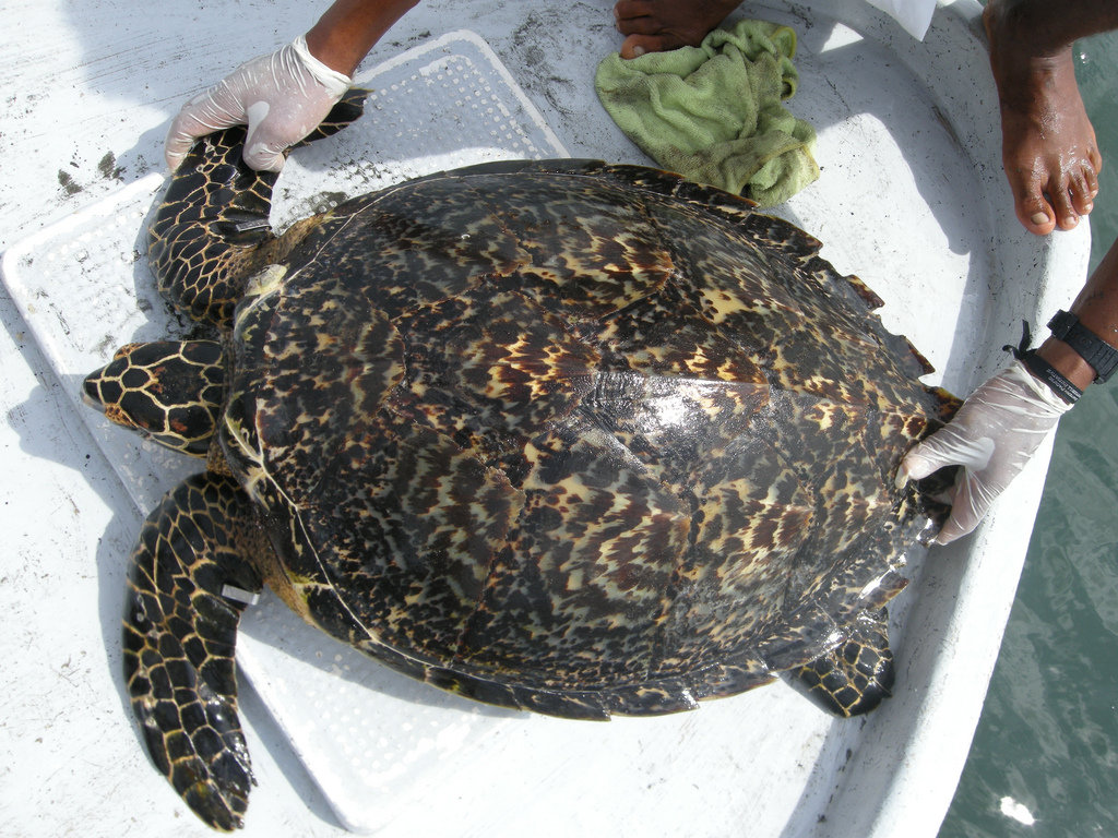 Provide Rehab Care for Sea Turtles in Osa