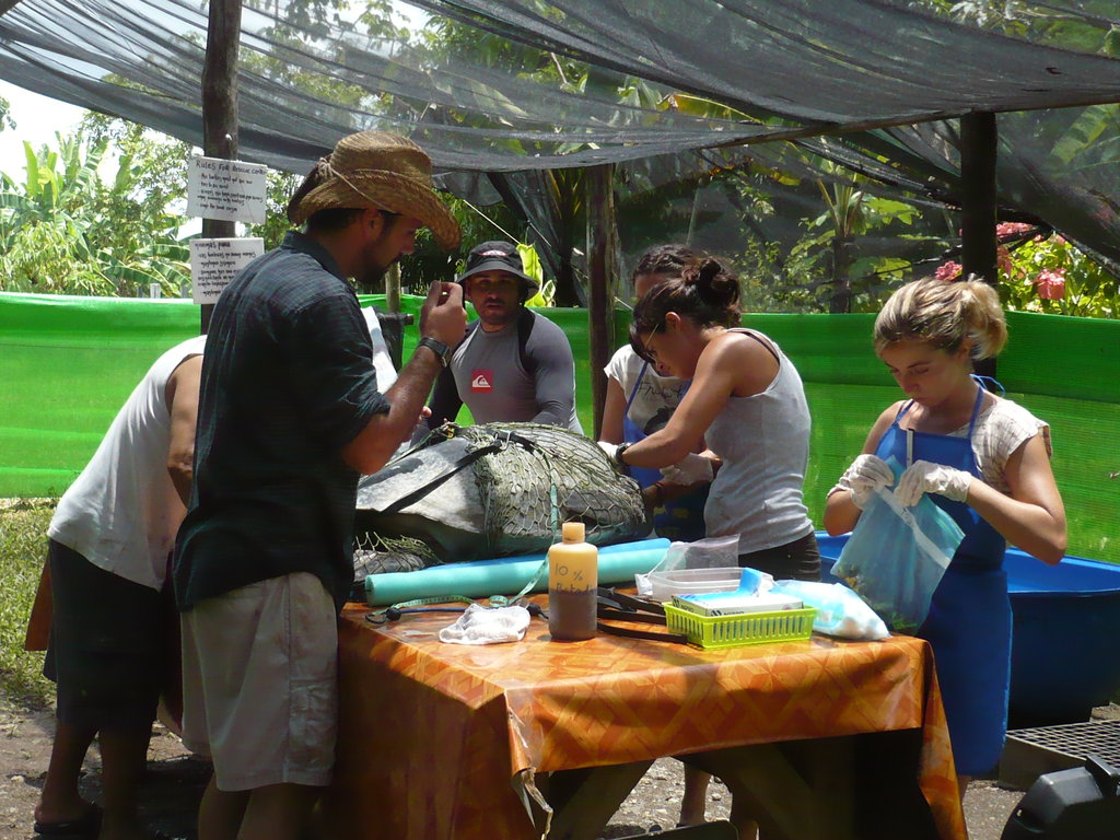 Provide Rehab Care for Sea Turtles in Osa