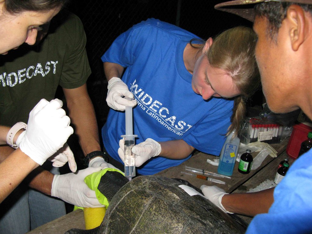 Provide Rehab Care for Sea Turtles in Osa