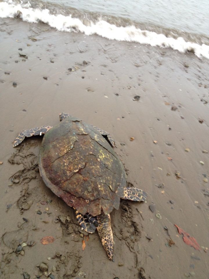 Provide Rehab Care for Sea Turtles in Osa