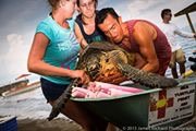 Provide Rehab Care for Sea Turtles in Osa